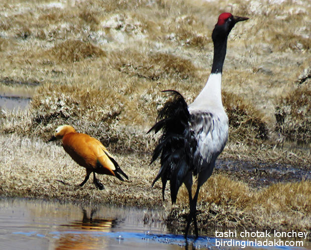 Ruddy Shelduck, Black-necked Crane