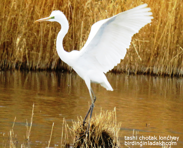 Great egret