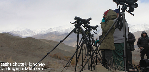 Birding tours in Ladakh