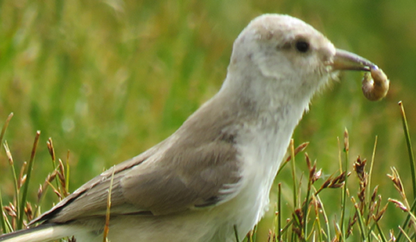 Hume's Groundpecker (Pseudopodoces humilis)