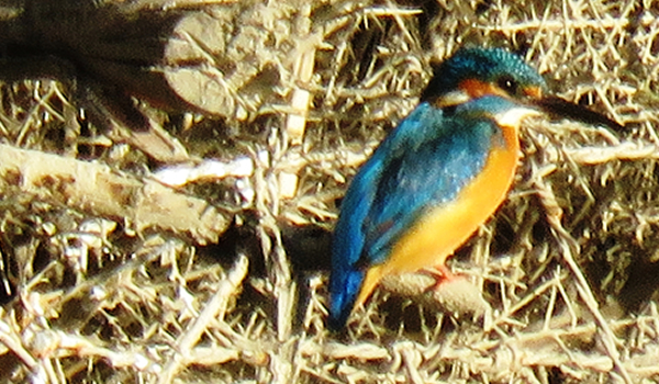 Common Kingfisher (Alcedo atthis)